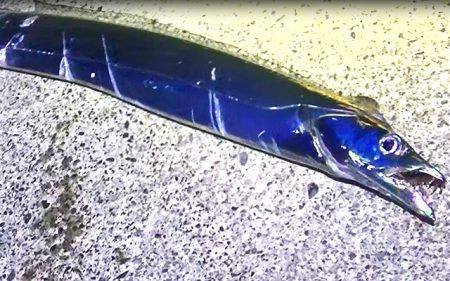 焼津　石津浜太刀魚ジギング＆ふぃっしゅーな…